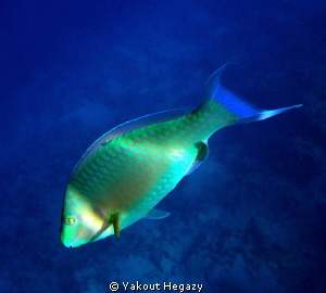 Rusty parrofish in dark blue water by Yakout Hegazy 
